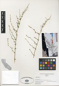 Herbarium Sheet of 